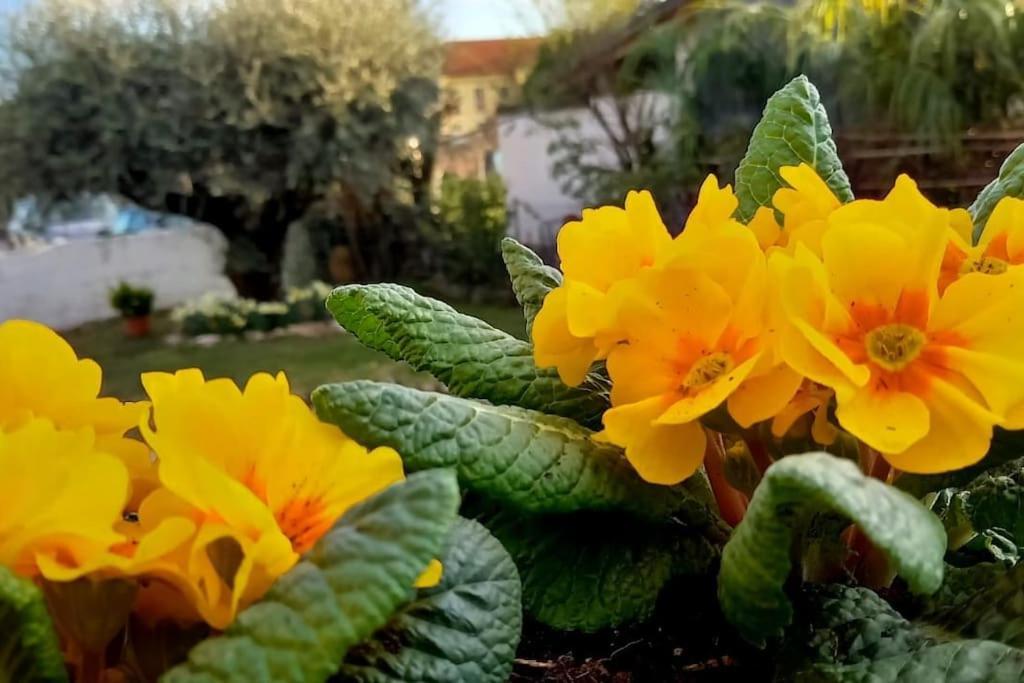 Villa Ama Pordenone Eksteriør bilde